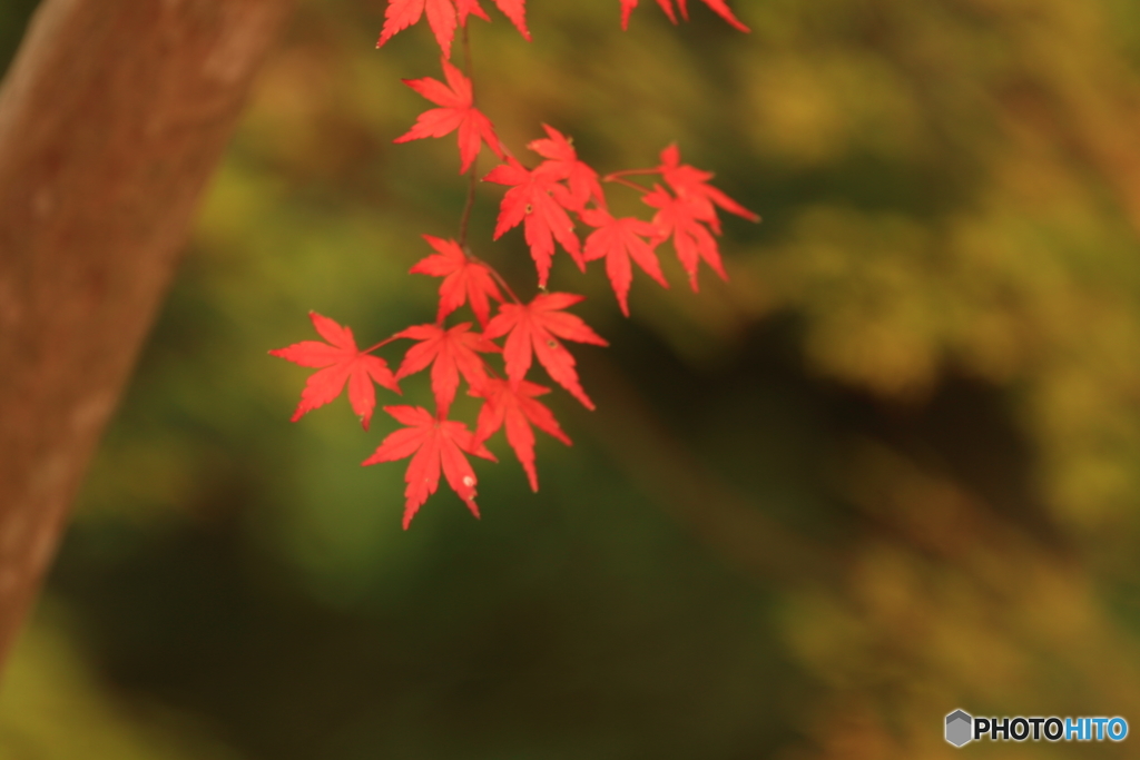 錦
