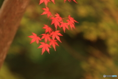 錦