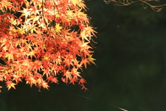 キラキラと