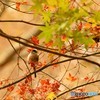 秋色エナガ