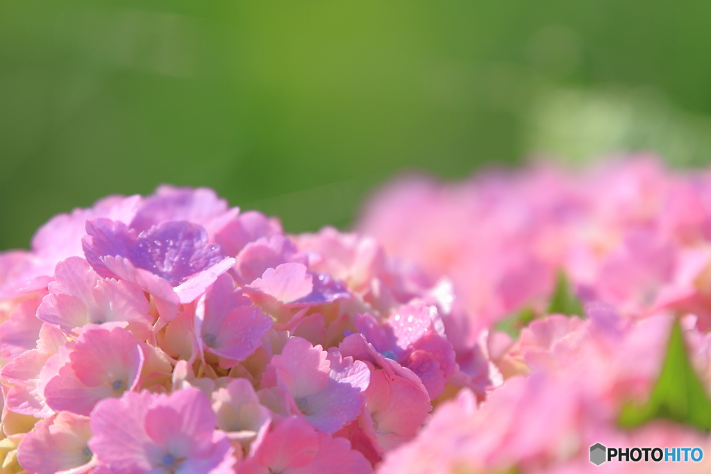 畦道の紫陽花