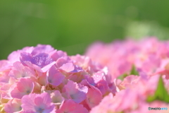 畦道の紫陽花