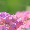 畦道の紫陽花
