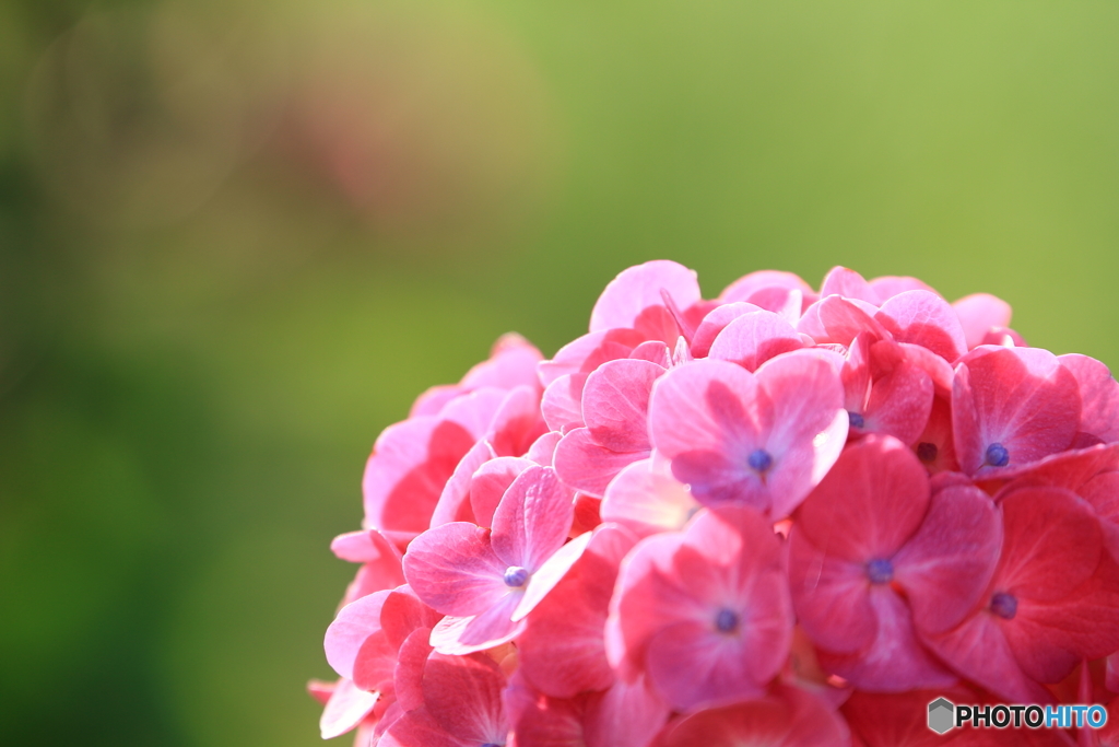 紫陽花