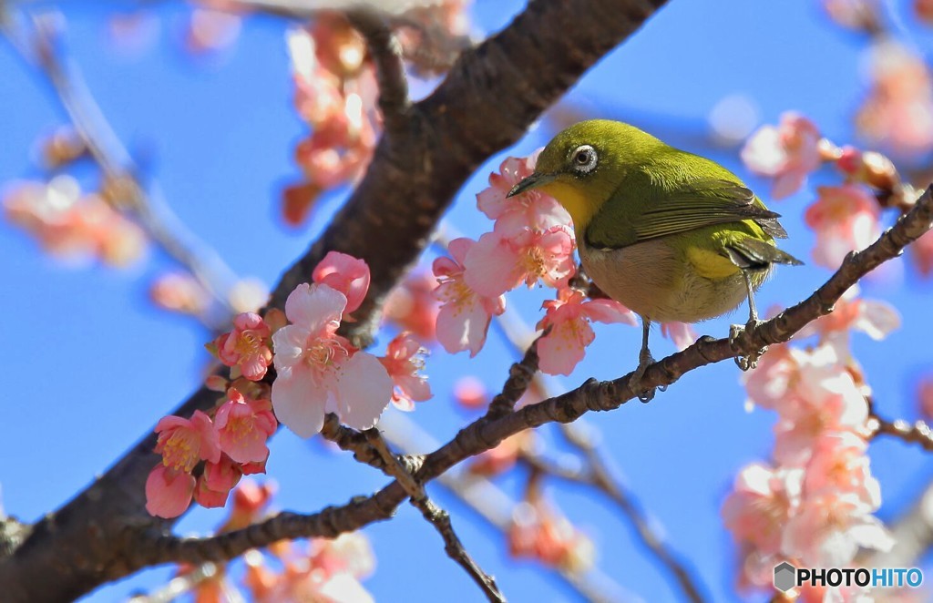 河津桜とメジロ