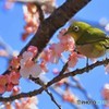 河津桜とメジロ