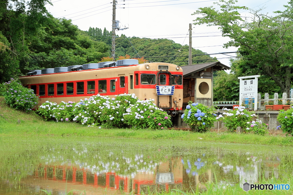 紫陽花の咲く駅