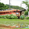 紫陽花の咲く駅