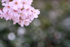 散らないで
