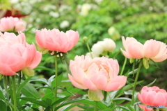 芍薬