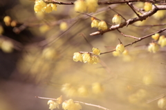 蝋梅