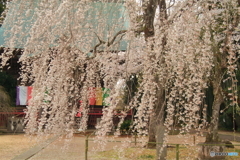 春の日に