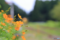 花鉄