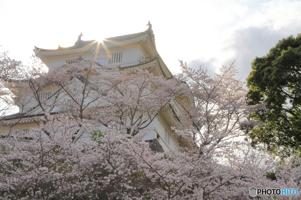 桜と大多喜城