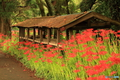 染まる参道
