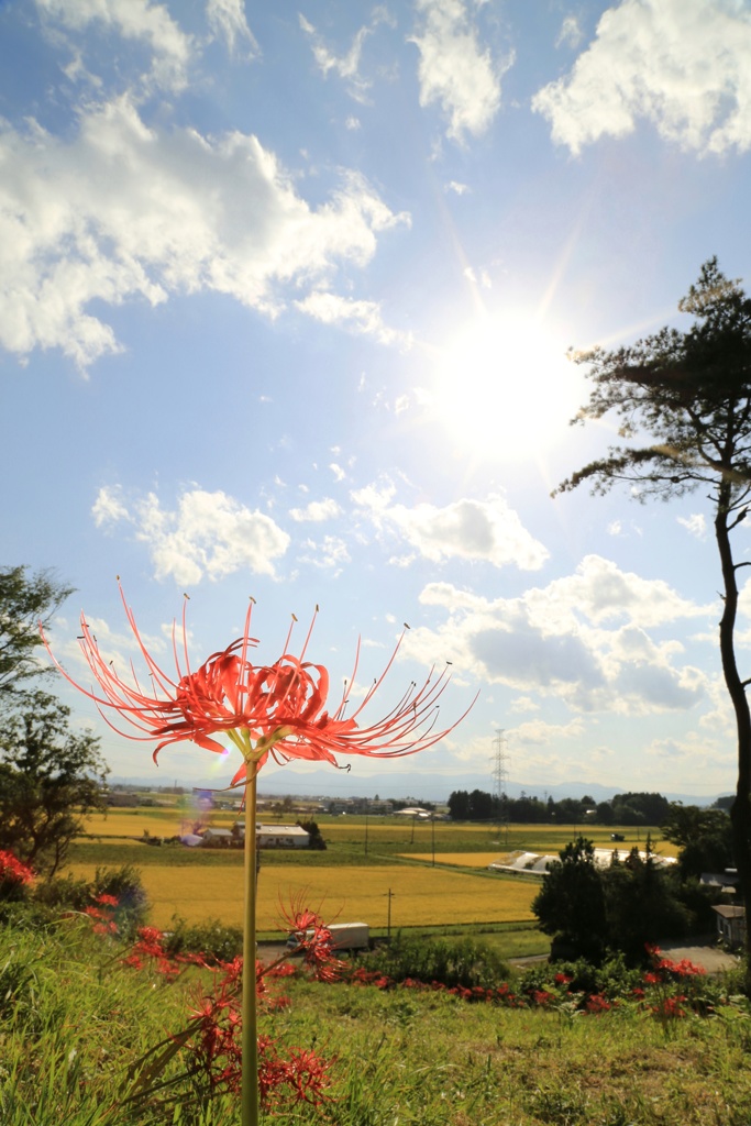 羽黒山公園にて