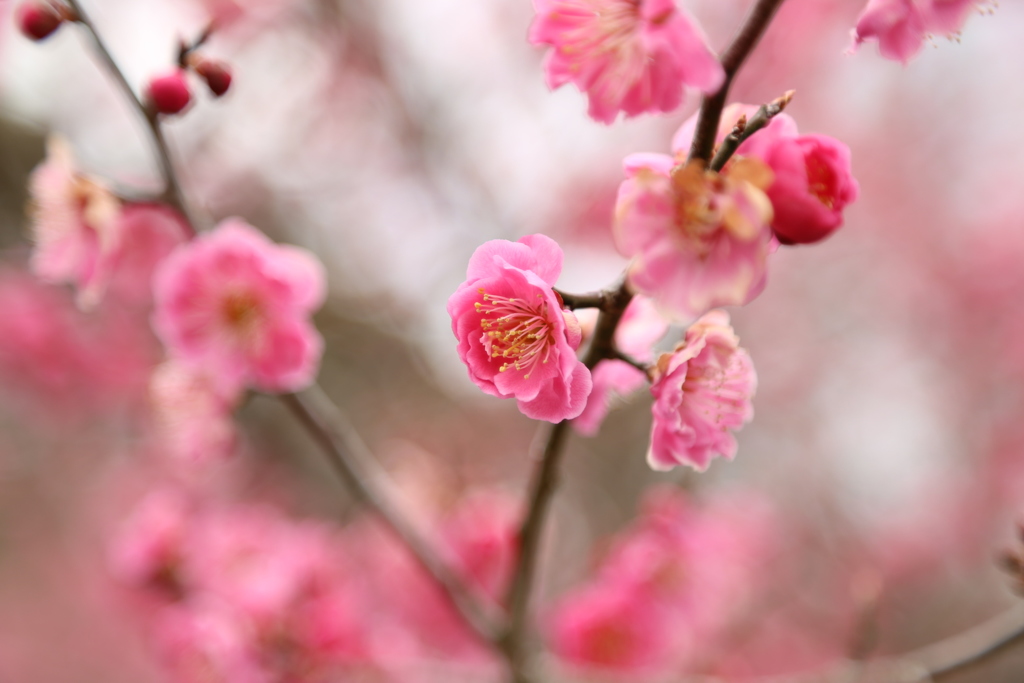 春爛漫
