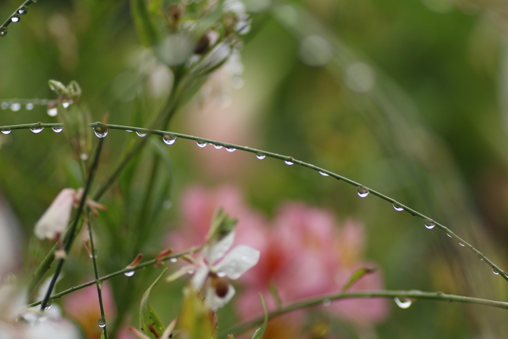 小雨の中で