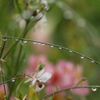 小雨の中で