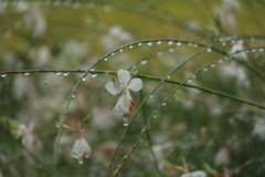 小雨の中で