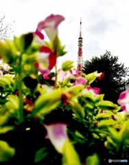 紫陽花と東京タワー