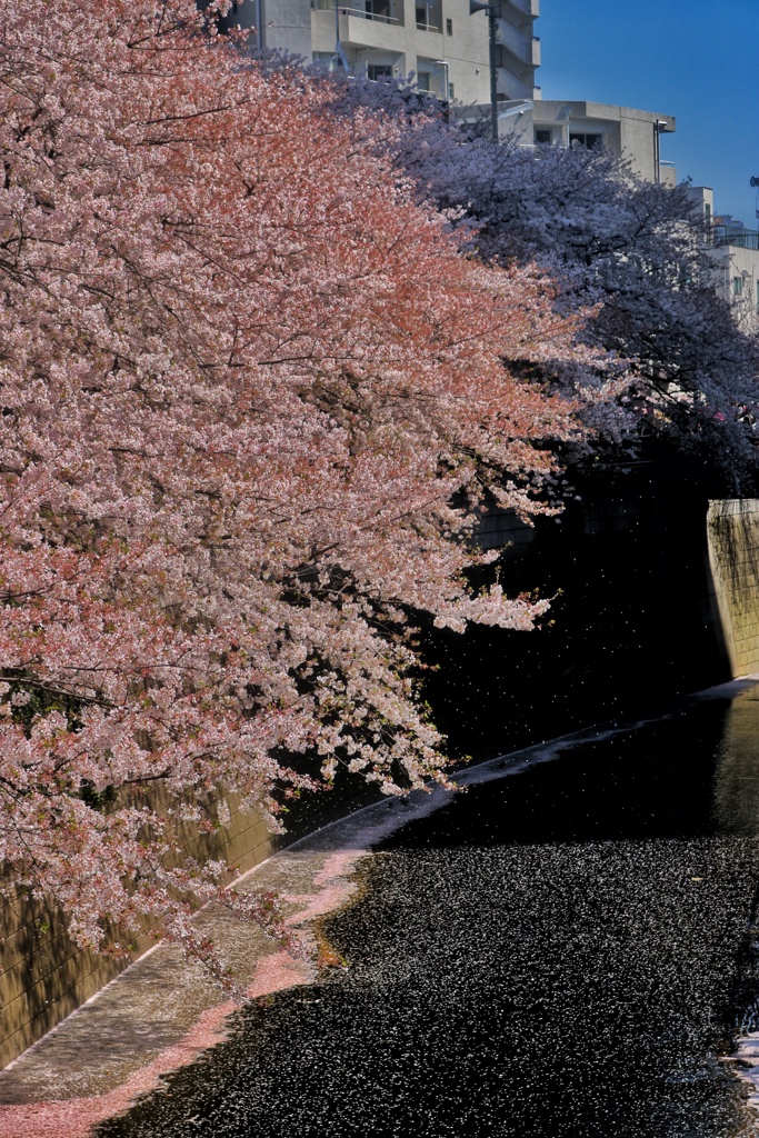 散りゆく桜  目黒川