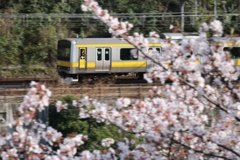 桜と総武線