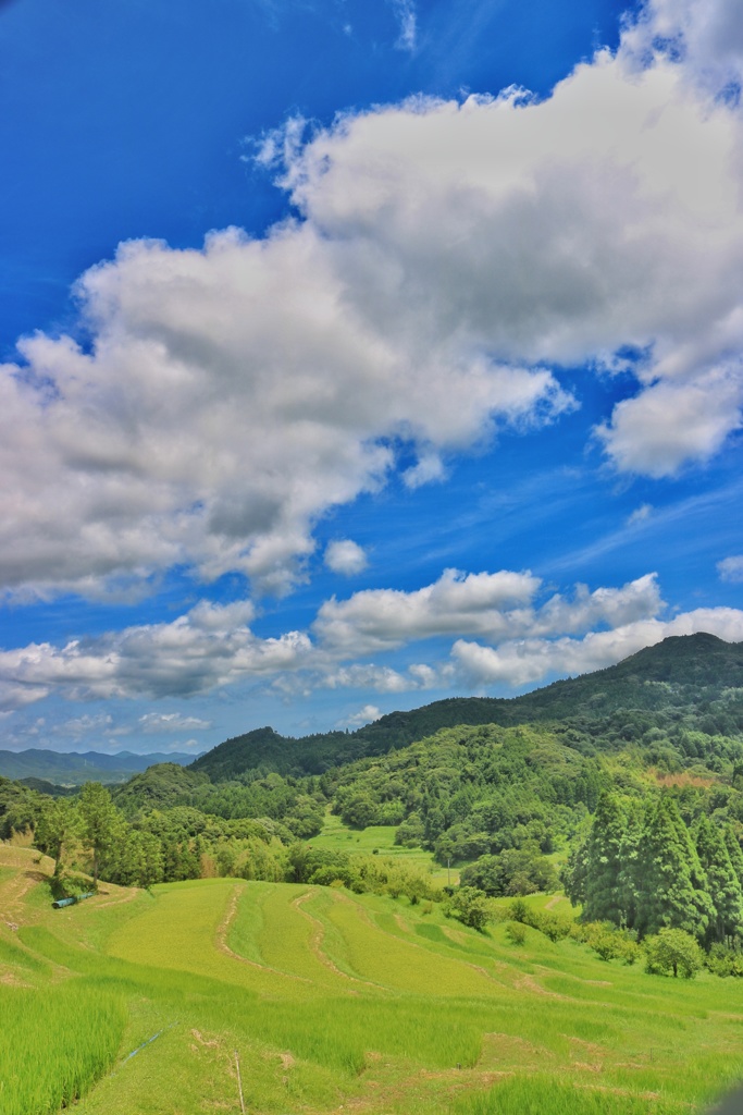 大山千枚田  