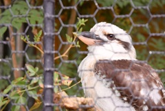 凛とした鳥さん