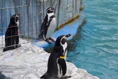 ペンギンは上を向く