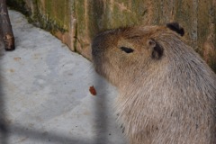 見下すカピバラさん