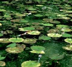 モネの池