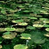 モネの池