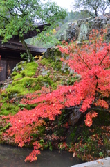紅葉