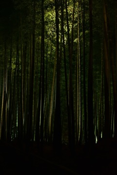 竹林