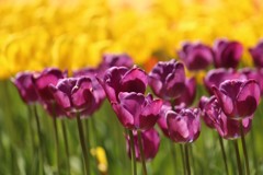 どの花見てもきれいだな♪