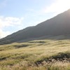 仙石原のススキ原
