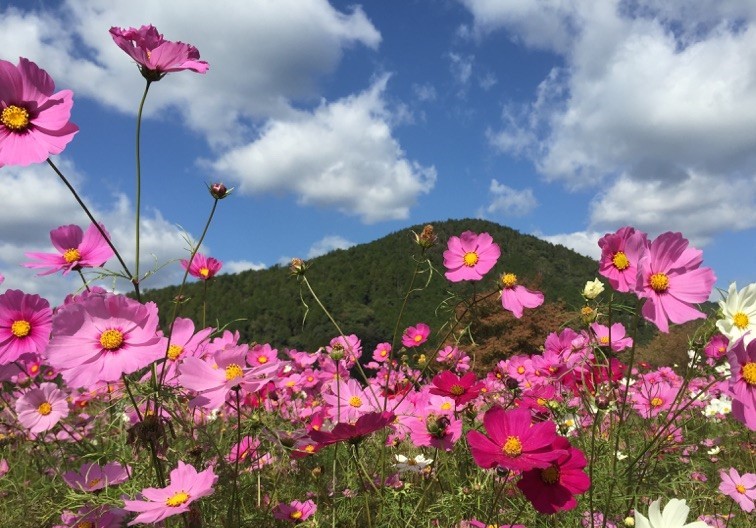 秋風