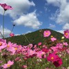 秋風