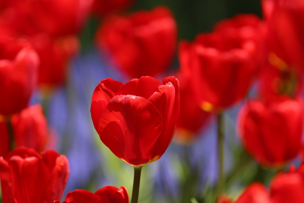 ｒｅｄ