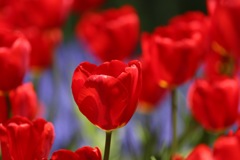 ｒｅｄ