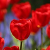 ｒｅｄ