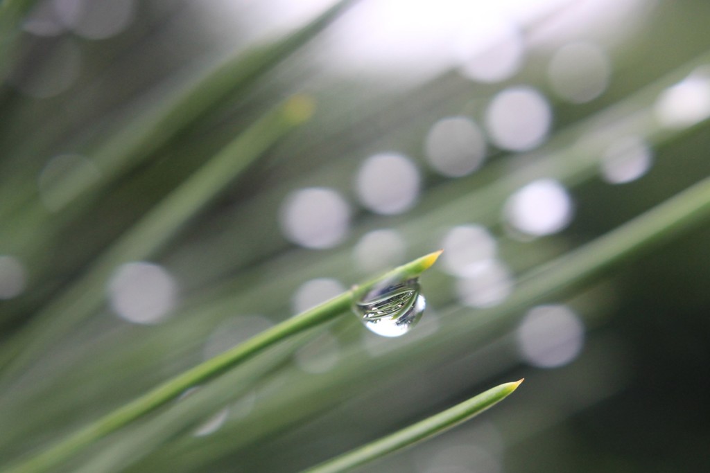 雨上がり　その３