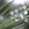 雨上がり　その３