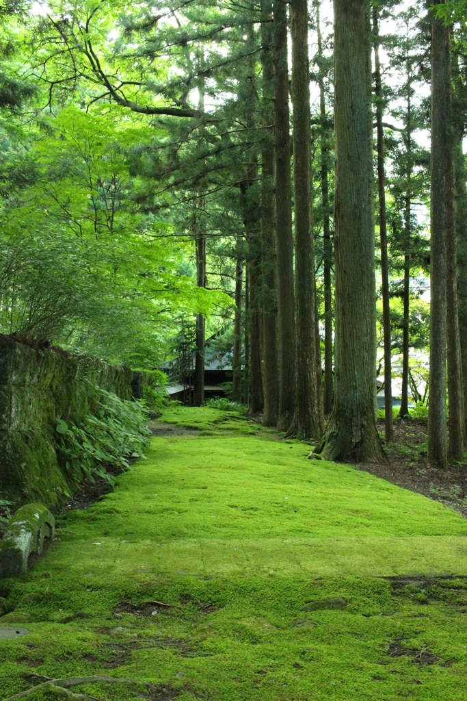 苔の小路