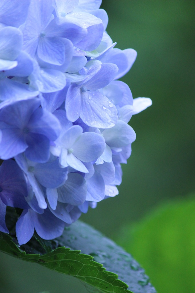 ちょっと遅めの紫陽花さん