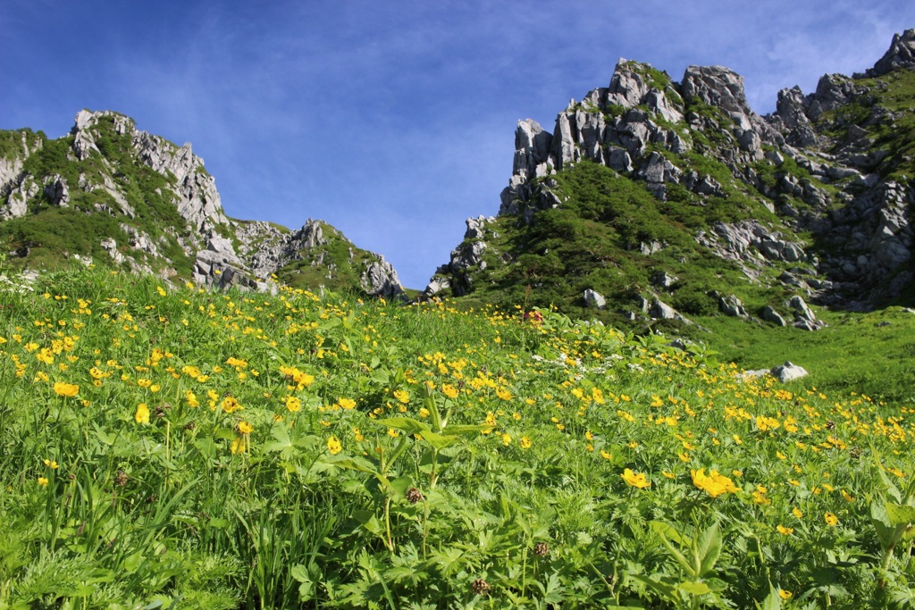 夏山その2