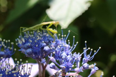 カマキリ発見