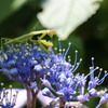 カマキリ発見