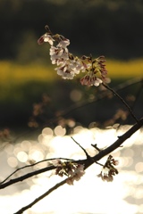 西日の桜